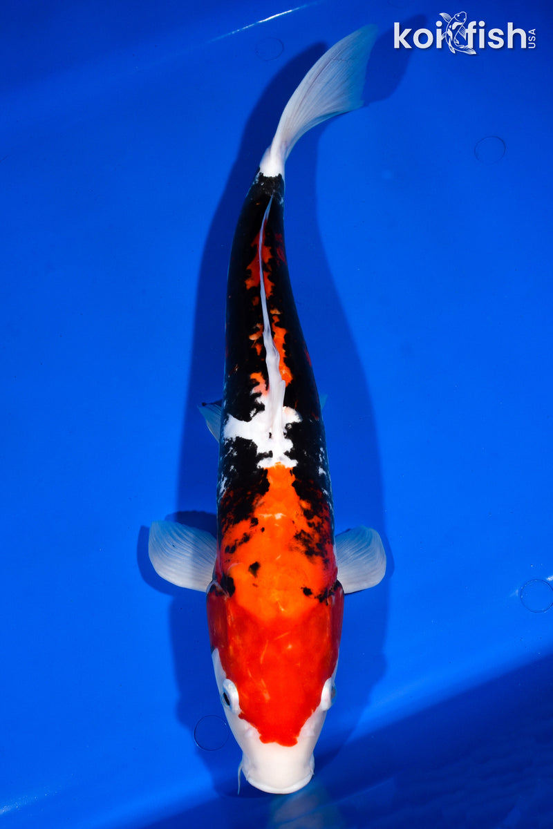15.25" BENI KUMONRYU