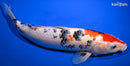 13.75" SANKE