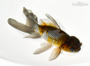 7" ORANDA GOLDFISH