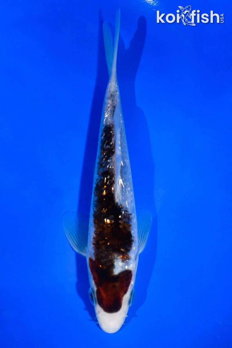 5.5" GINRIN GOROMO