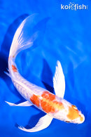 7.5" ARAGOKE KIKUSUI BUTTERFLY