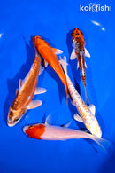 PACK OF (5) 4-5" STANDARD KOI