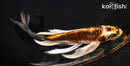8" BENI KIKOKURYU BUTTERFLY