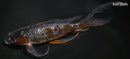 8" GINRIN OCHIBA SHIGURE BUTTERFLY