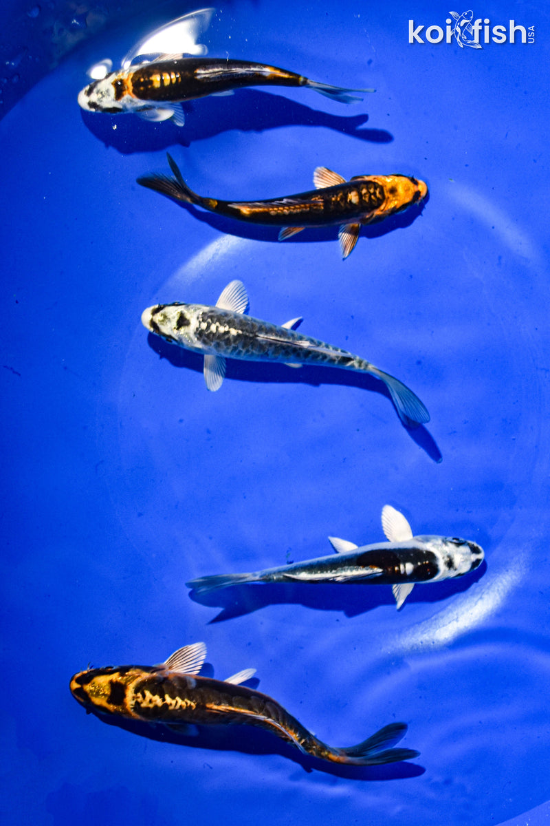 PACK OF (5) 3-4" STANDARD GHOST KOI