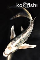 7.25" ARAGOKE KIKOKURYU BUTTERFLY