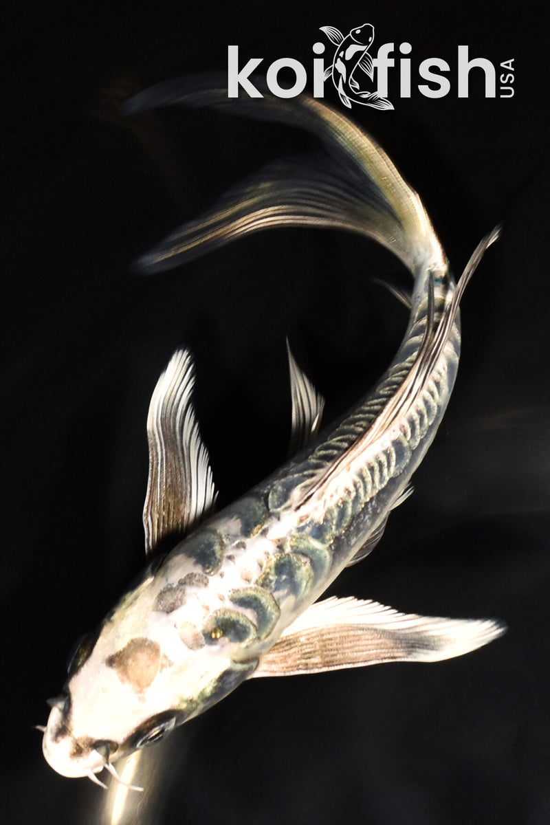 7.25" ARAGOKE KIKOKURYU BUTTERFLY