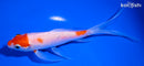 6" KOHAKU BUTTERFLY