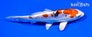 6" HEISEI NISHIKI