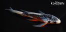 5.5" HI SHUSUI BUTTERFLY