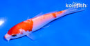 4.5" KUCHIBENI KOHAKU