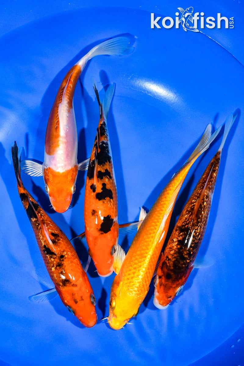 PACK OF (5) 5.75"-6.5" STANDARD KOI