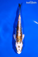 6.75" KIN KIKOKURYU