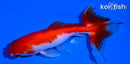 4.25" SARASA WATONAI GOLDFISH