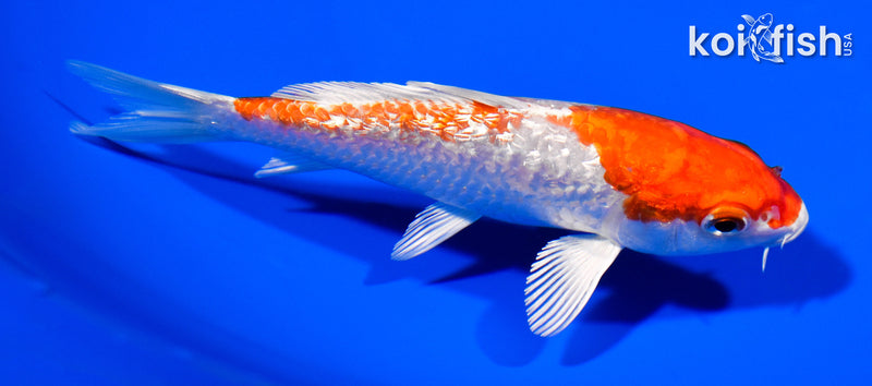 5" GINRIN HARIWAKE