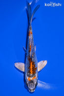 6" BENI GINGA