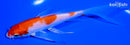 6.25" HARIWAKE BUTTERFLY