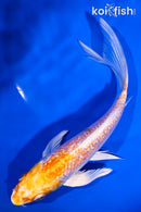 6.75" GINRIN HARIWAKE BUTTERFLY