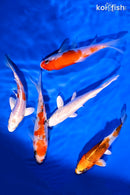 PACK OF (5) 4-5" STANDARD KOI