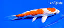 5.75" KIKUSUI