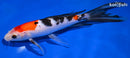 8.75" SANKE BUTTERFLY