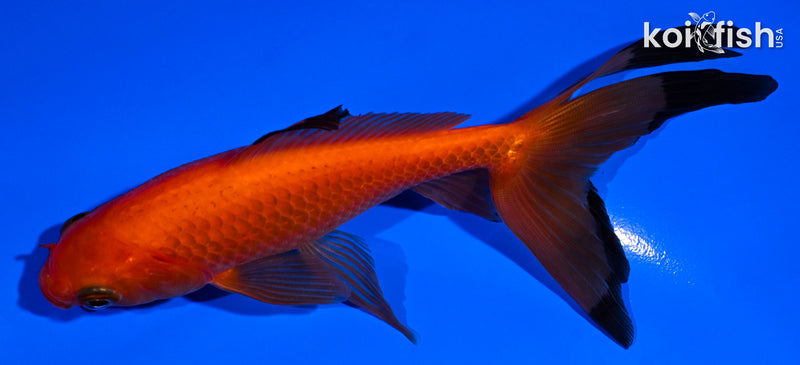 5.5" WATONAI GOLDFISH