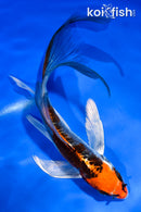 6" ARAGOKE BENI KIKOKURYU BUTTERFLY