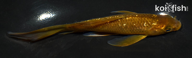 5.5" GINRIN CHAGOI BUTTERFLY