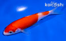 5" KOHAKU