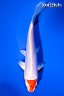 6.75" KIKUSUI