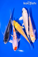 PACK OF (5) 4-5" STANDARD KOI
