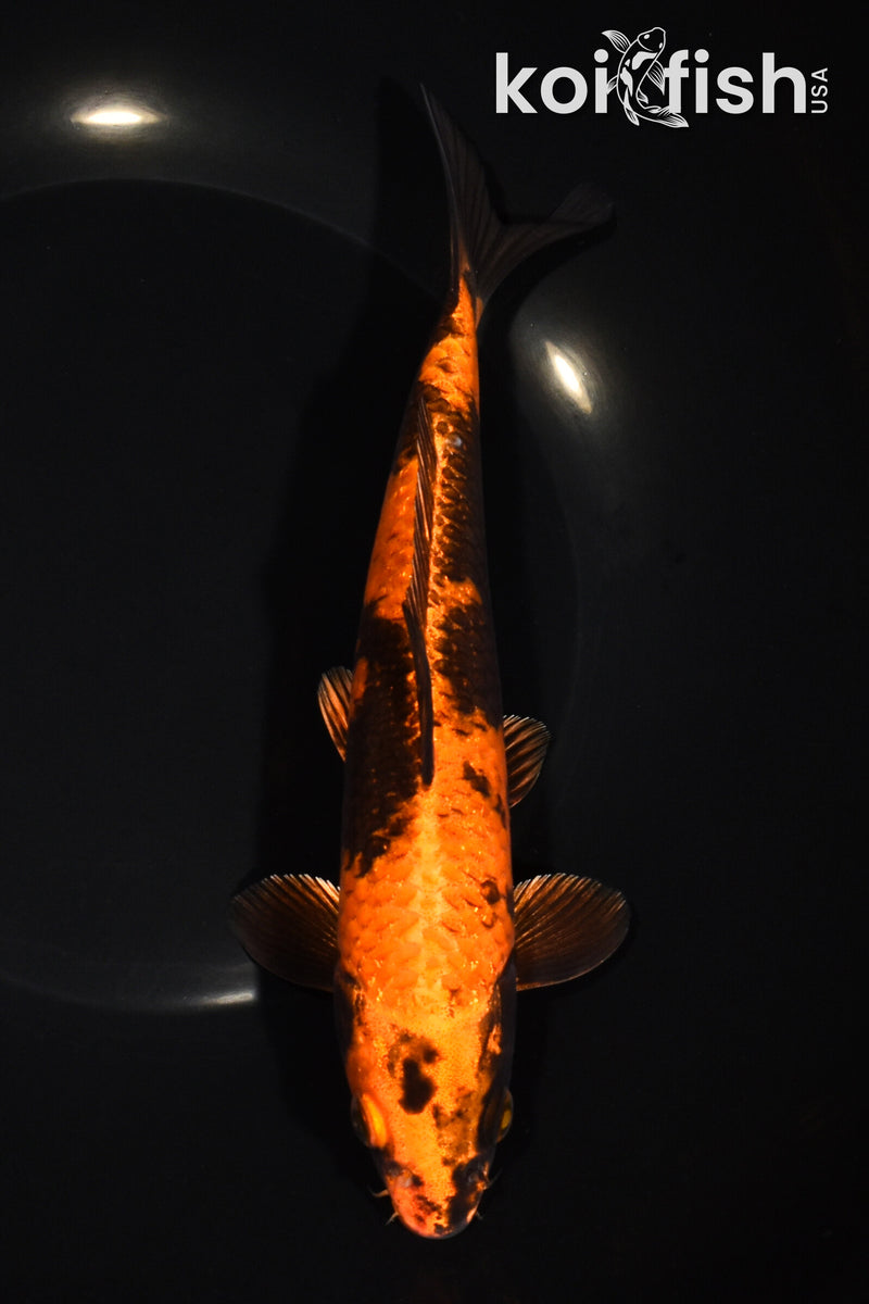 8.25" KIN HI UTSURI