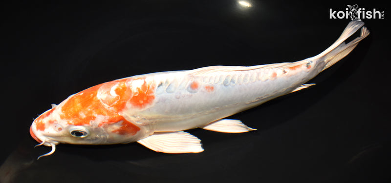 11" HEISEI NISHIKI