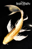 8.25" DOITSU YAMABUKI OGON BUTTERFLY