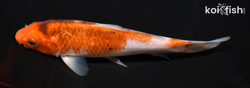 6.75" GOROMO