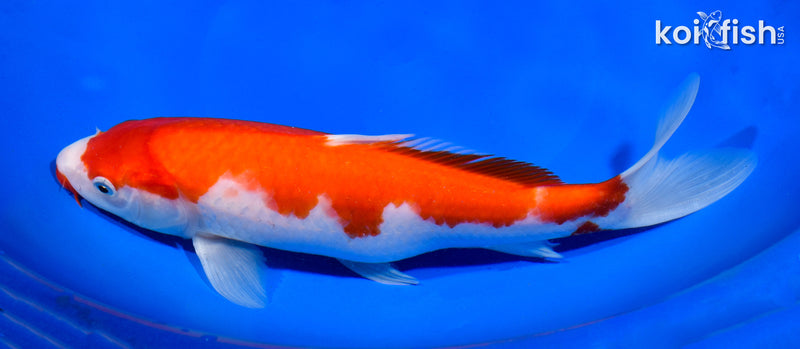 9.75" KUCHIBENI KOHAKU