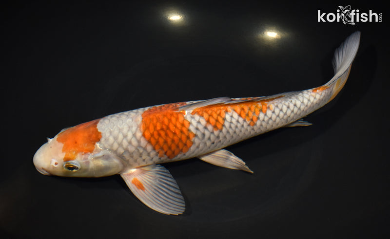 11.5" OCHIBA SHIGURE