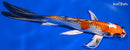 8.75" KUJAKU BUTTERFLY