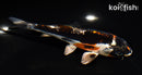 5.5" BENI KIKOKURYU