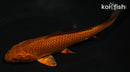 5.5" METALLIC CHAGOI