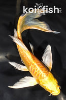 6.75" ARAGOKE YAMABUKI OGON BUTTERFLY