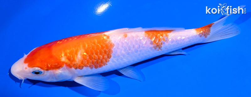 7.5" GINRIN SAN KOHAKU
