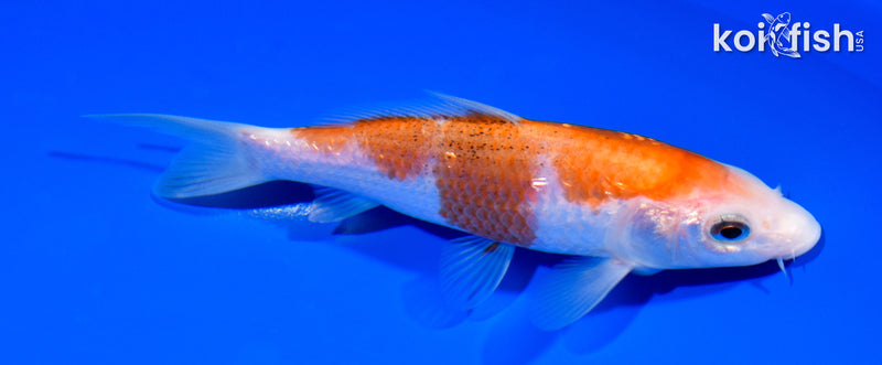 5.5" GINRIN KOHAKU
