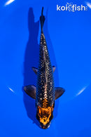 6.5" GINRIN BENI GINGA