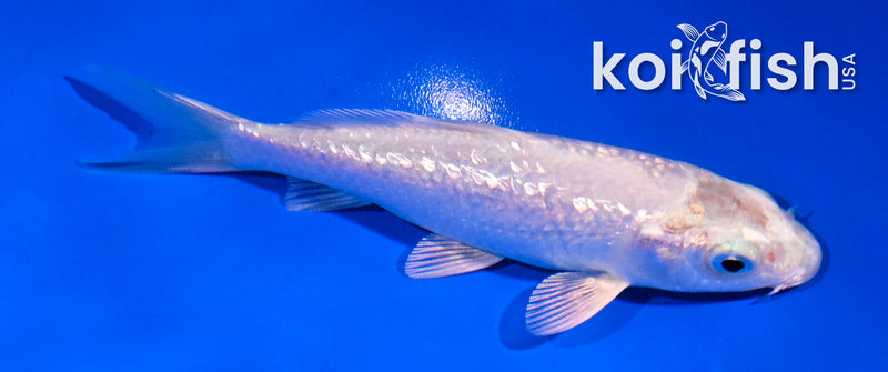 4.5" GINRIN PLATINUM OGON