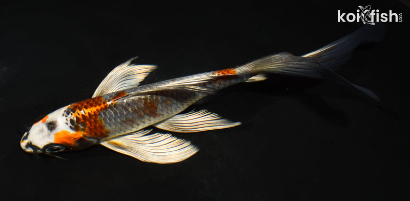 6.5" BENI GINGA BUTTERFLY