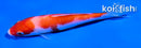 4.5" KOHAKU