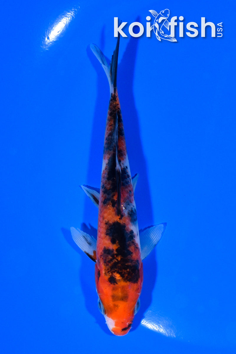 5.25" SANKE