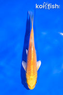 5" YAMABUKI OGON