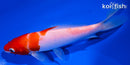 6.25" KOHAKU